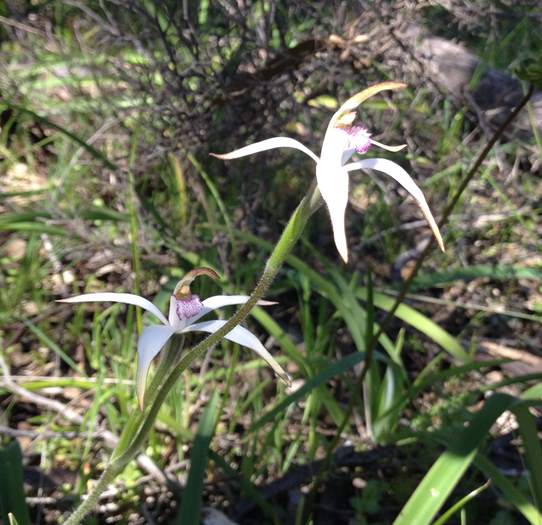 Caladenia - Spider Orchid-Vern-Westbrook-walk-Sep-2018p0024.JPG